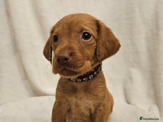 Labrador Retriever dogs - Advert 18