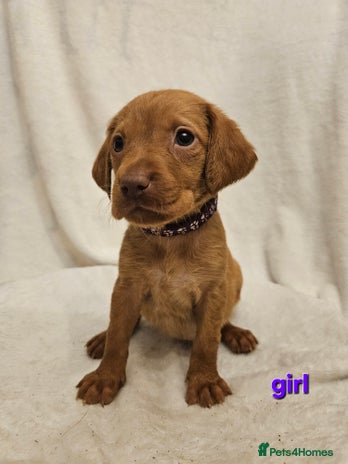 Labrador Retriever dogs - Advert 11