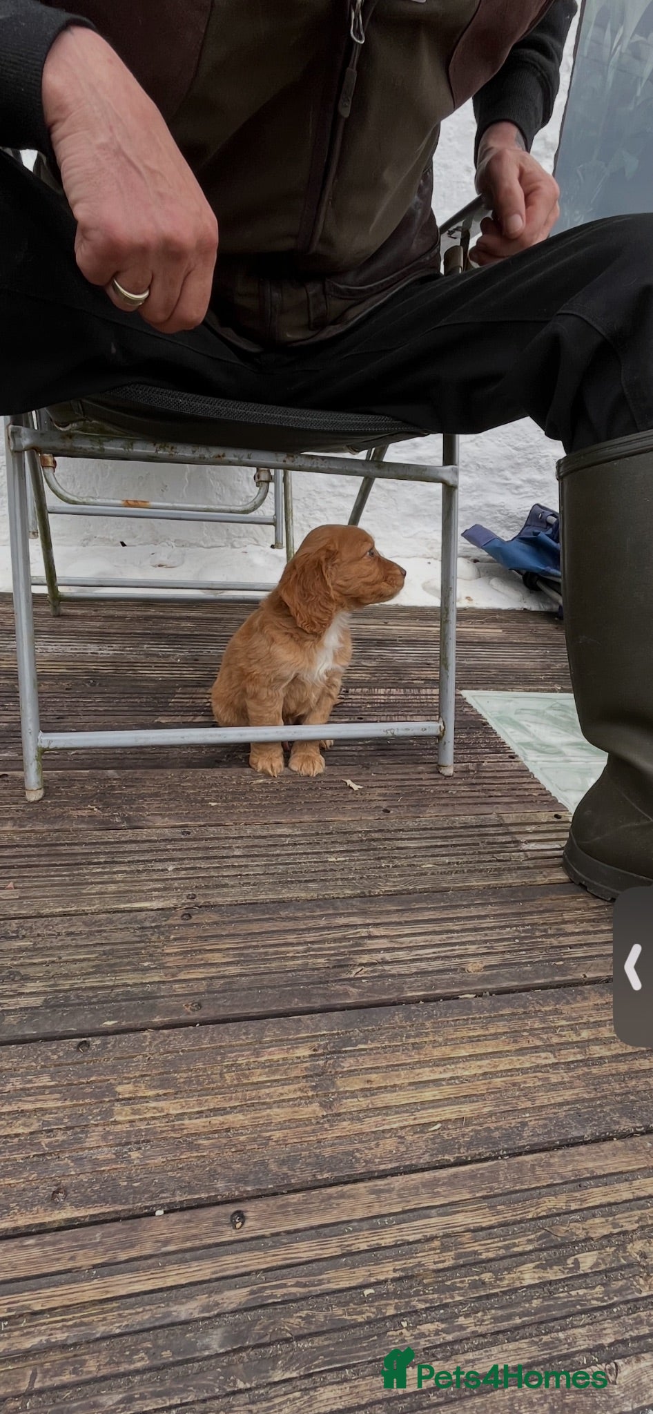 Cocker Spaniel dogs 4th GEN KC champion Working Cockers - Advert 7