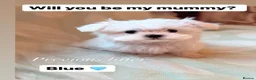 Maltese dogs for sale: Adorable KC Maltese puppies  - Advert 11