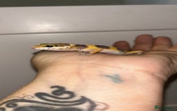 Leopard Gecko reptiles for sale: MIXED LEOPARD GECKOS  - Image 3