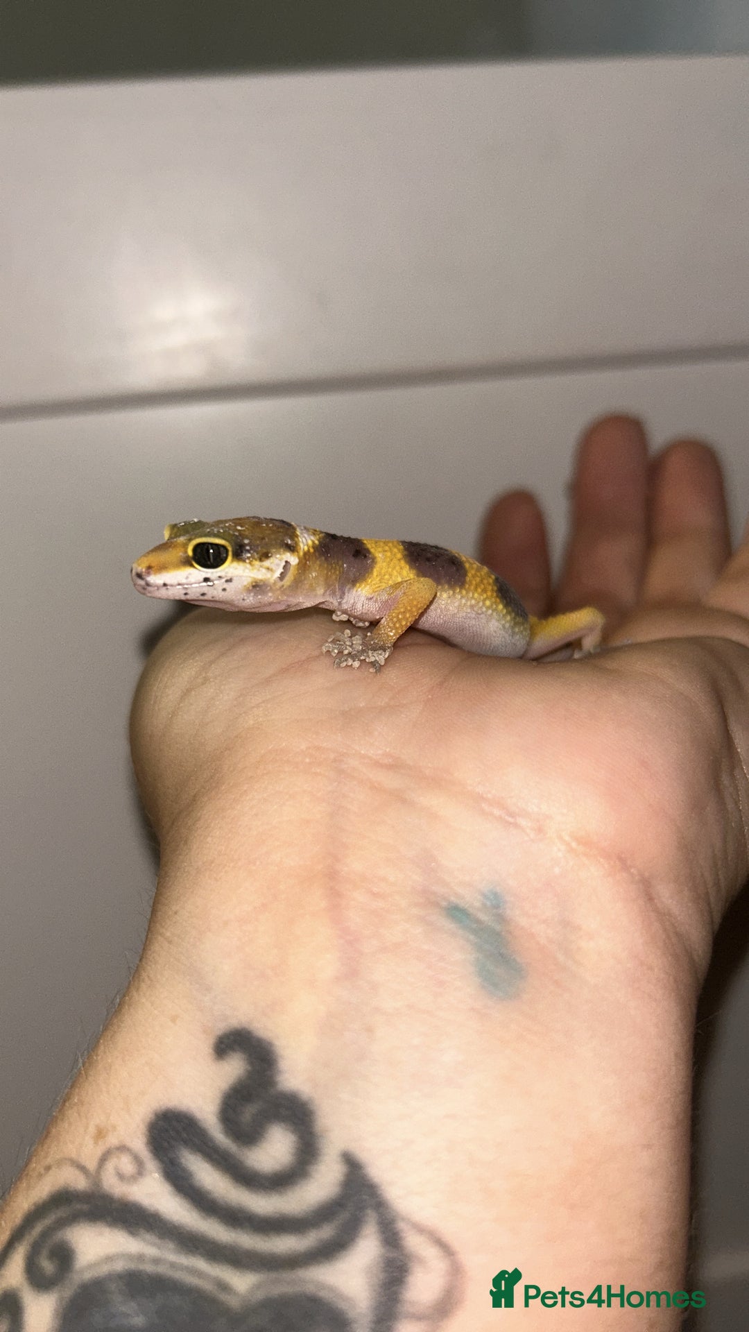 Leopard Gecko reptiles for sale: MIXED LEOPARD GECKOS  - Image 3