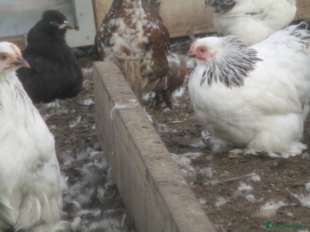 Chickens poultry for sale:  Colombian, silver/black Pekin Bantam pullets Aug/ - Advert 3