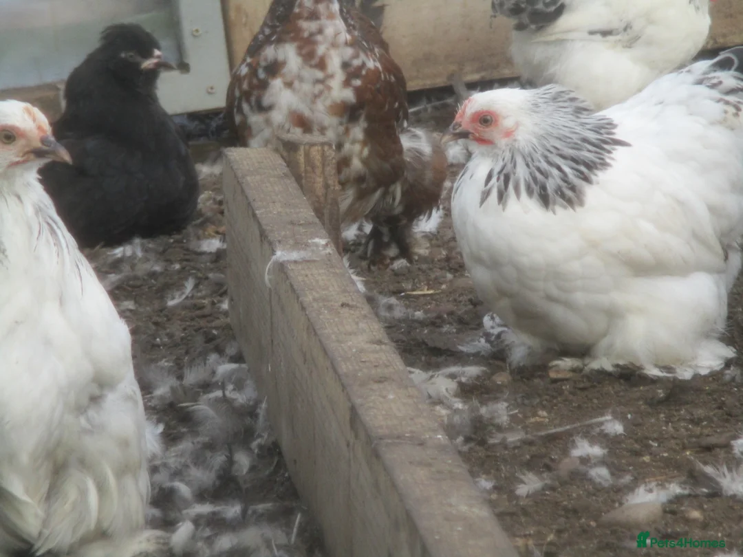 Chickens poultry for sale:  Colombian, silver/black Pekin Bantam pullets Aug/ - Advert 5