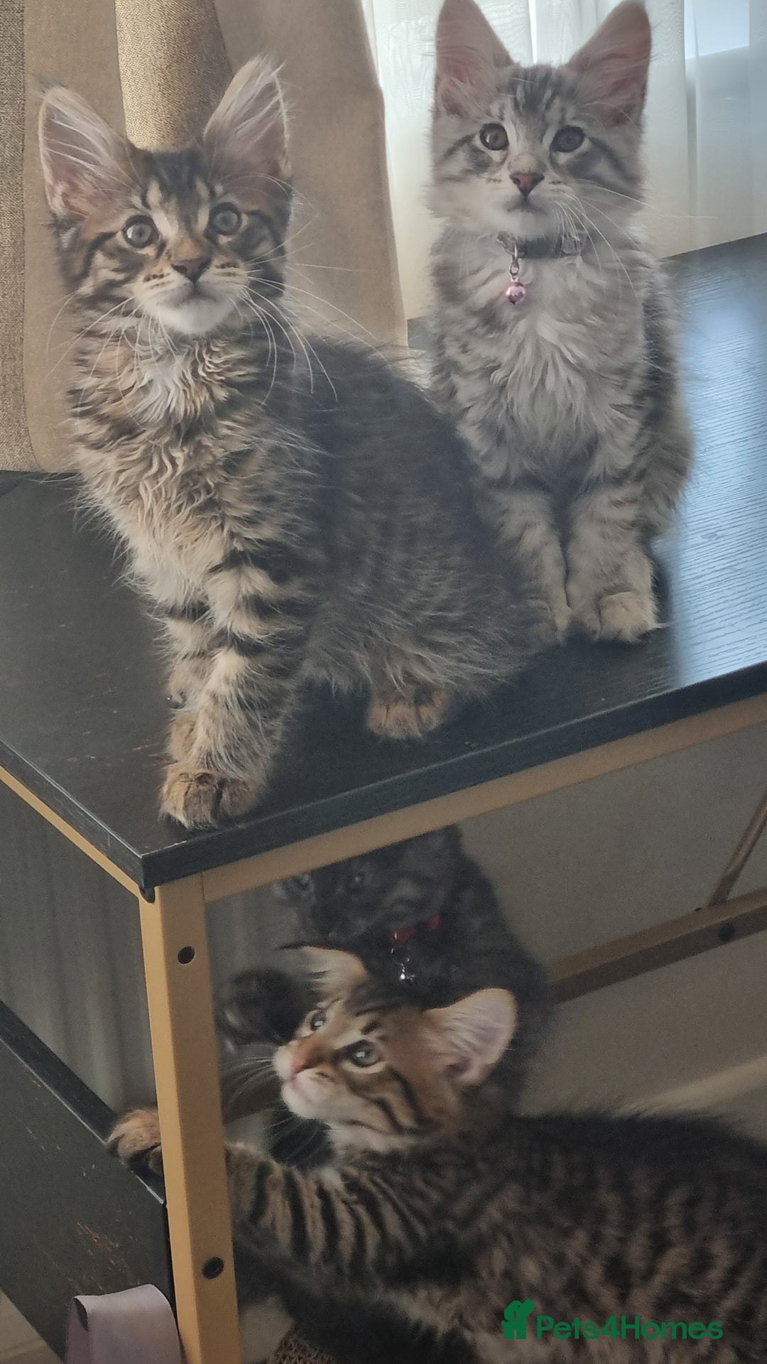 Maine Coon cats for sale: Ready to go now, Maine coon kittens - Image 13
