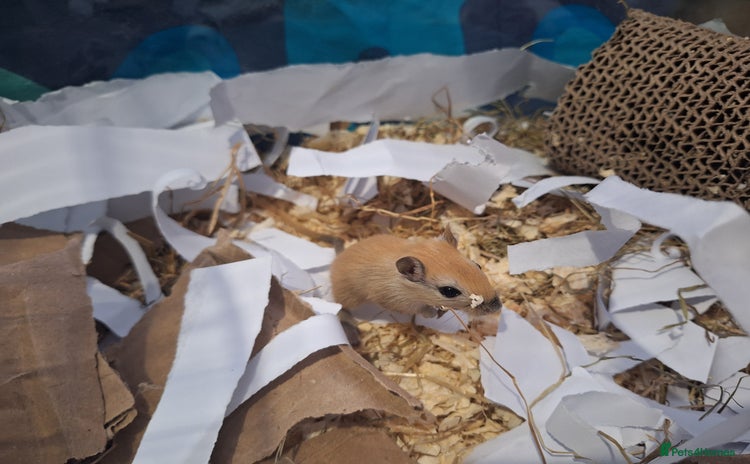 Gerbil rodents - Advert 6