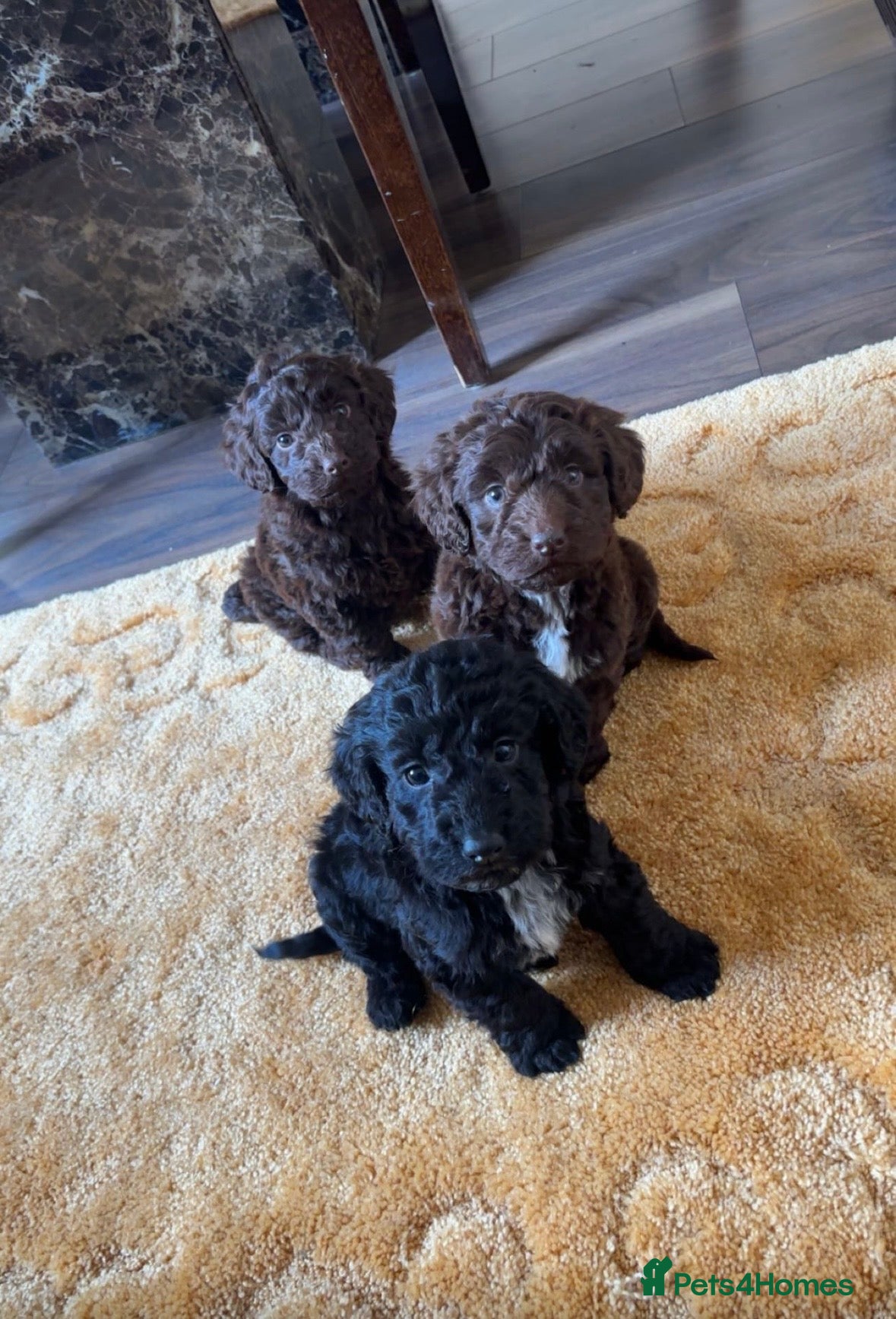 Cockapoo dogs 2 Cockapoo puppies ready to go - Advert 11