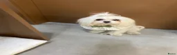 Maltese dogs for sale: KC KOREAN RARE CHAMPION MALTESE PUPS*WAITING LIST* - Advert 4