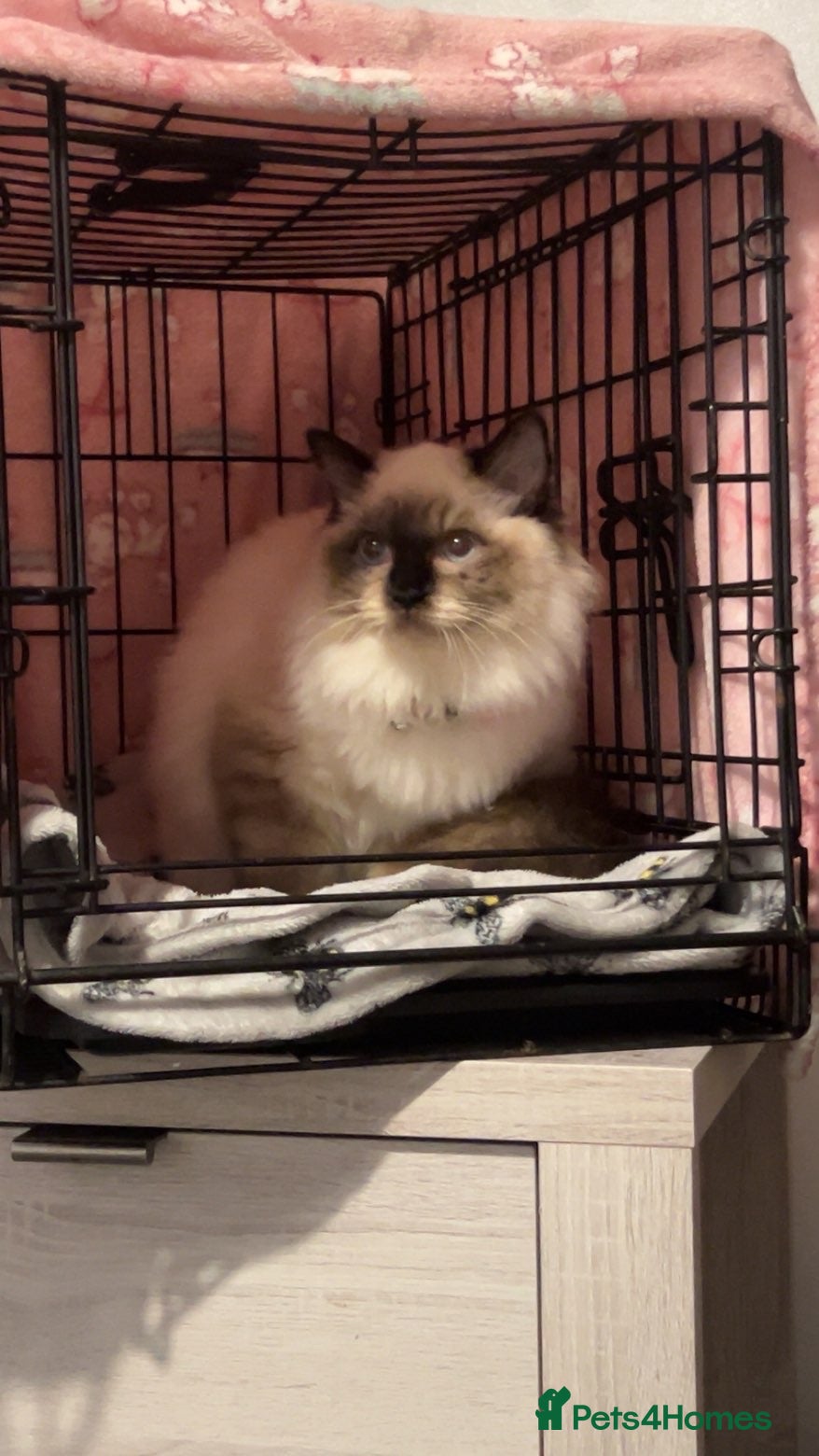 Ragdoll cats 6 Month Ragdoll😍 - Advert 1