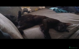 British Shorthair cats for sale: Male Cat 6month - Image 2