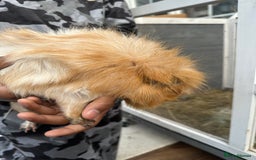 Guinea Pig rodents for sale: Male guniea pig - Advert 1