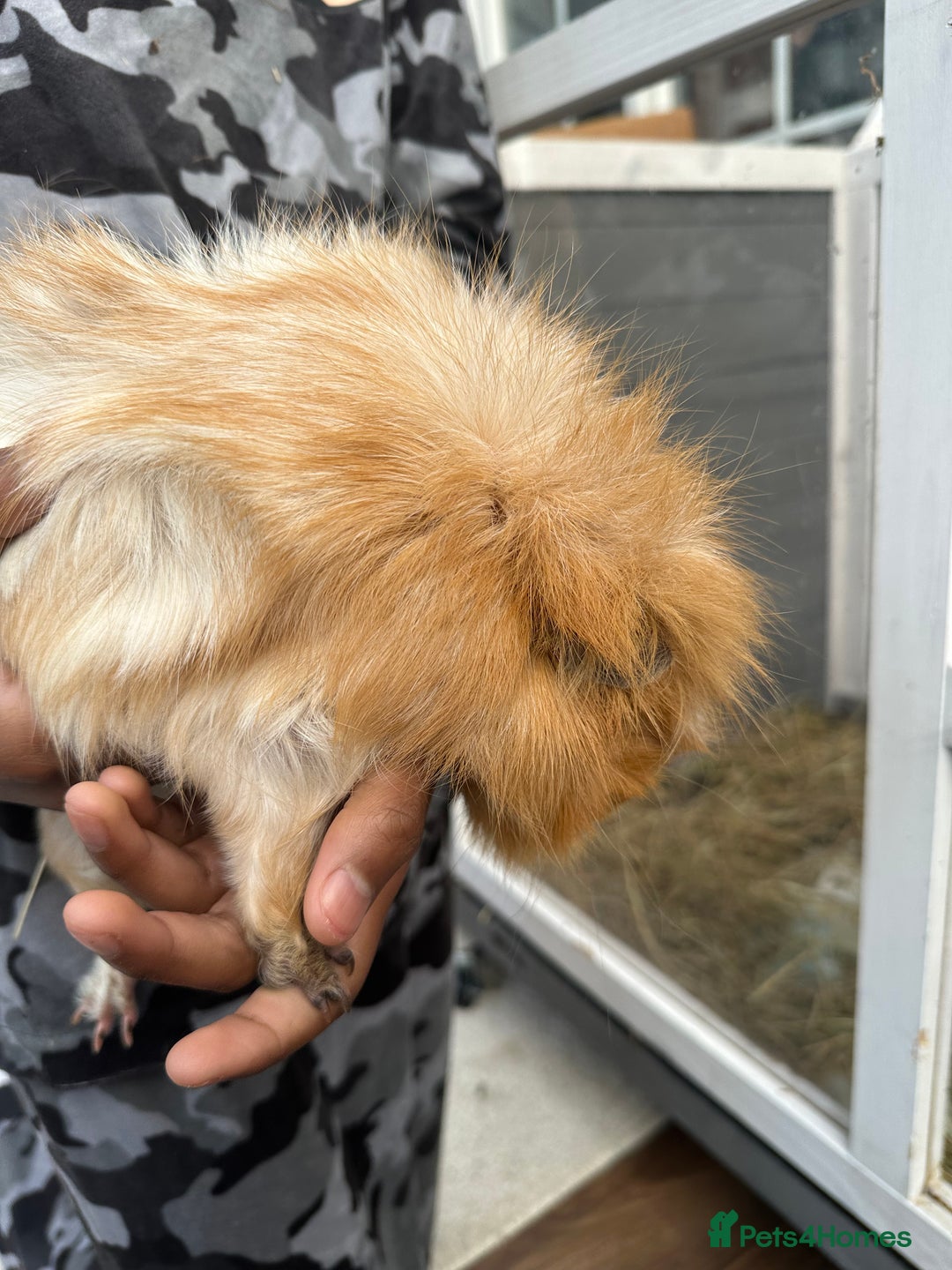 Guinea Pig rodents for sale: Male guniea pig - Advert 1