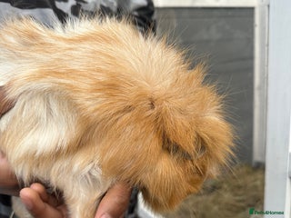 Guinea Pig rodents Male guniea pig - Advert 4