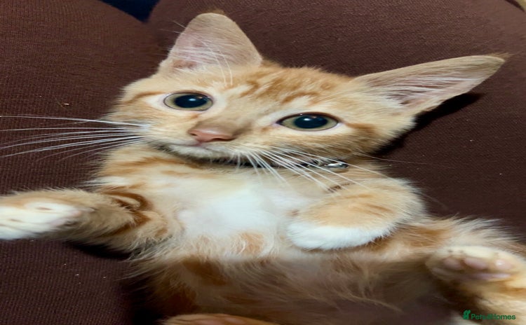 Mixed Breed cats - Advert 8