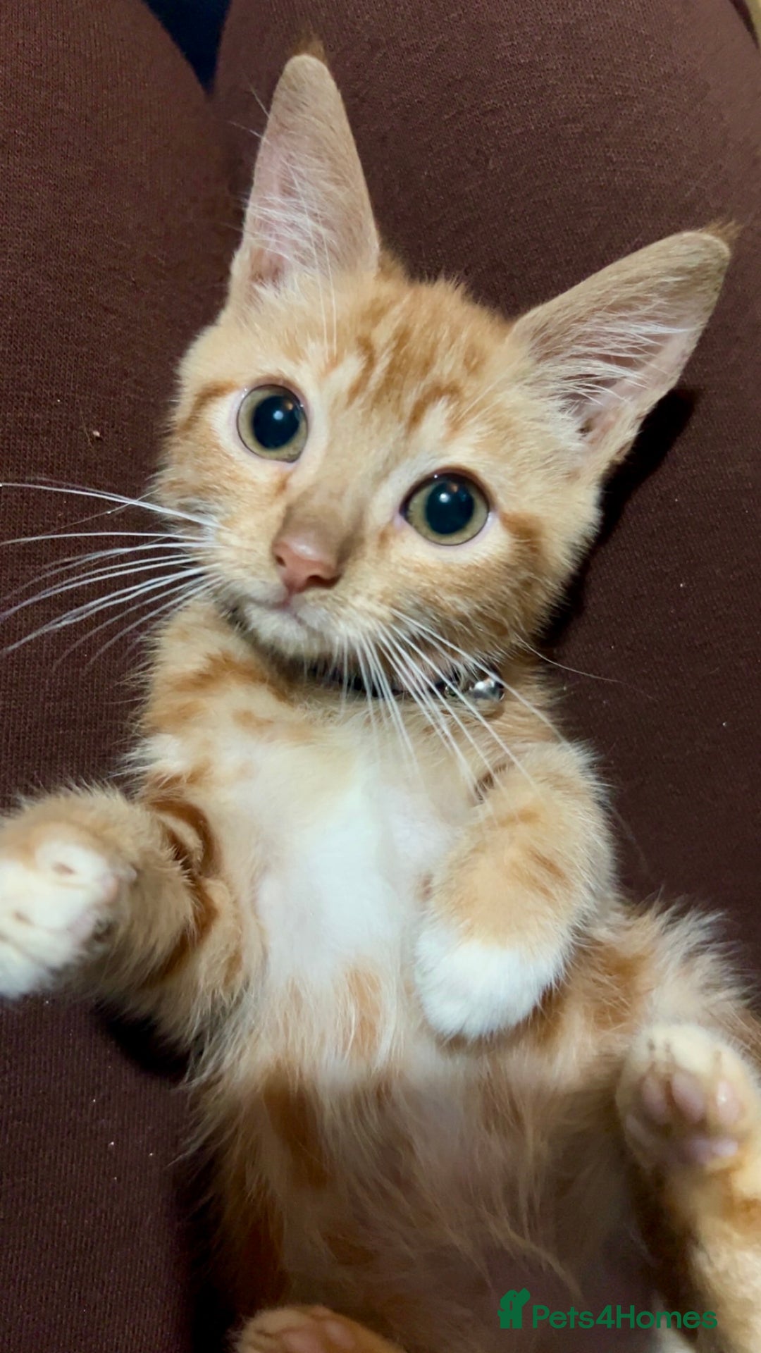 Mixed Breed cats for sale: Ginger female kitten - Image 1