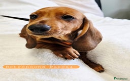 Dachshund dogs for sale: Standard Dachshund show quality puppies  - Image 3
