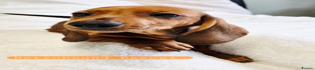Retrohound Pascal