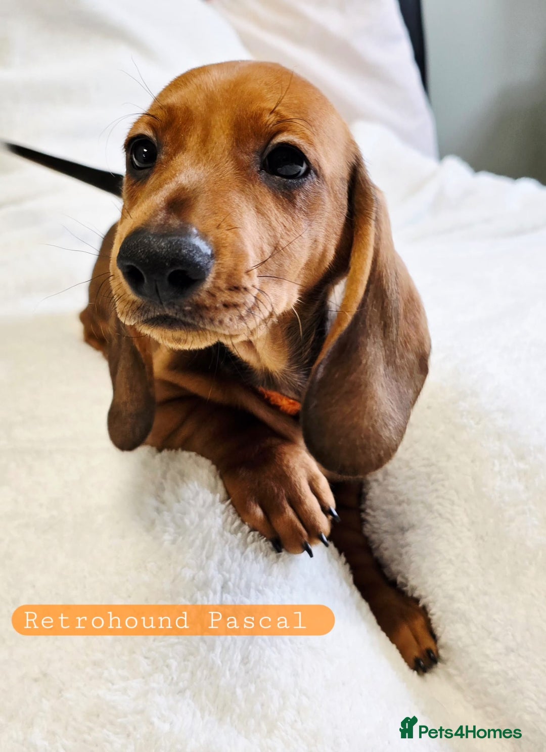 Dachshund dogs for sale: Standard Dachshund show quality puppies  - Image 3