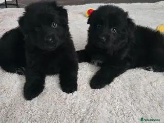 German Shepherd dogs German Shepherd Long Hair Black Litter - Advert 1