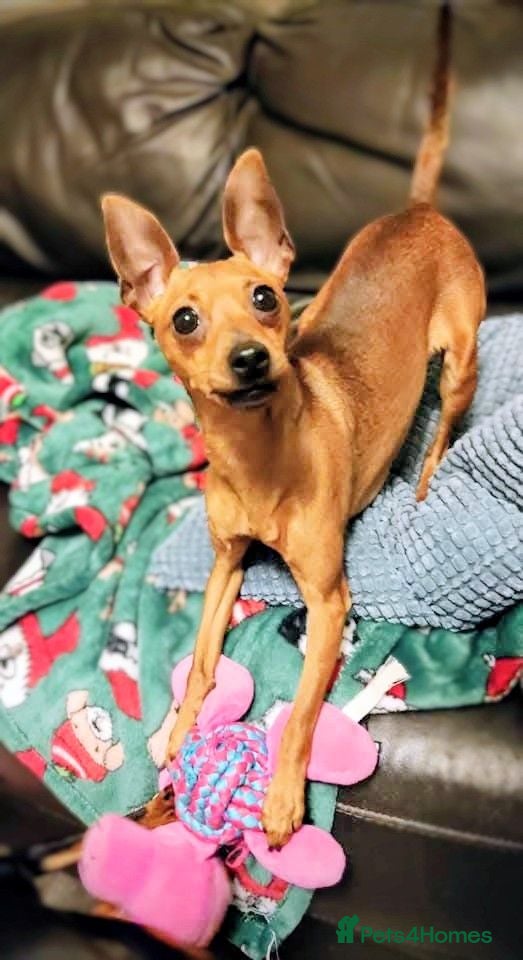 Miniature Pinscher dogs Lovely red boy ready for loving home - Advert 4