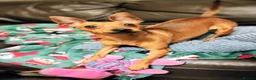 Miniature Pinscher dogs for sale: Lovely red boy ready for loving home in Edinburgh - Advert 1