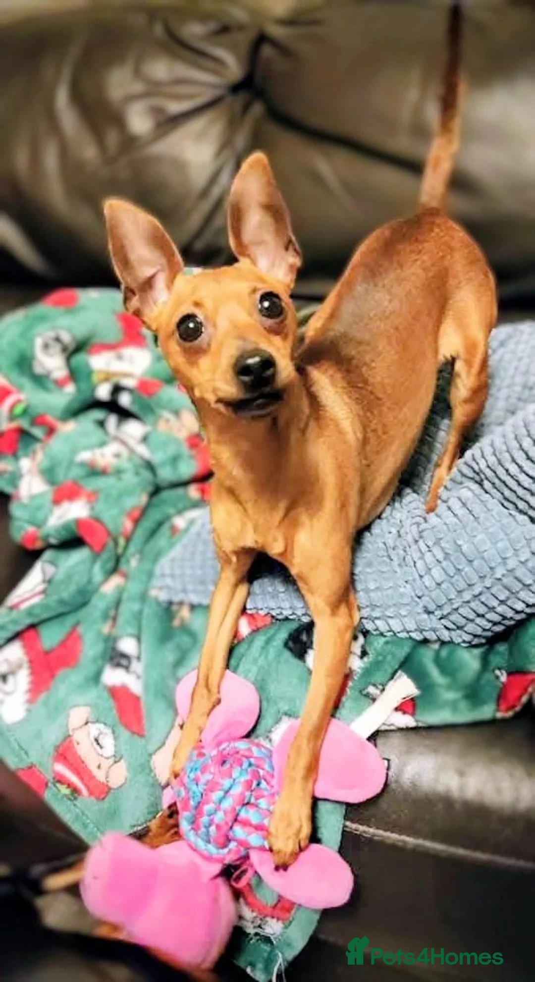 Miniature Pinscher dogs for sale: Lovely red boy ready for loving home in Edinburgh - Advert 1