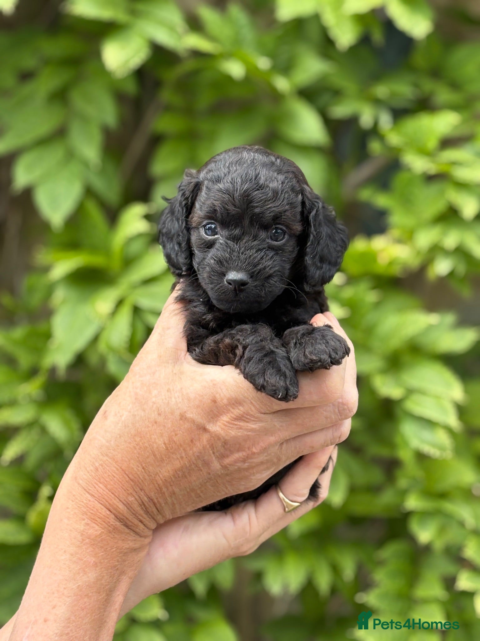 Cockapoo dogs Gorgeous cockerpoo puppies  - Advert 1