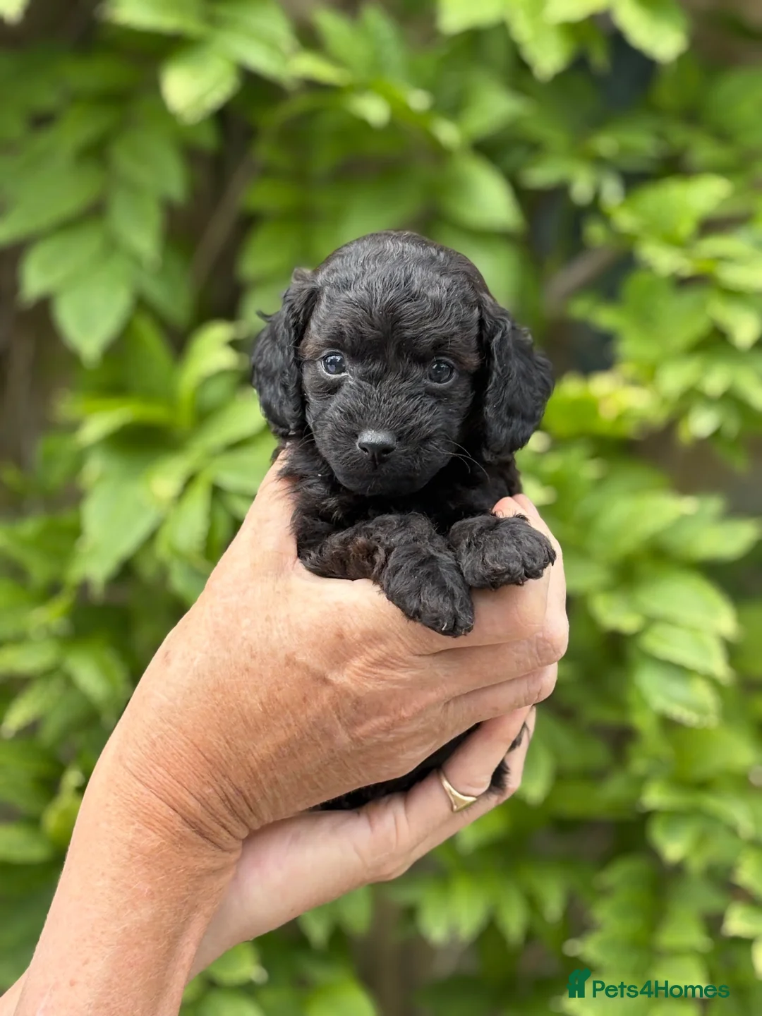 Cockapoo dogs for sale: Gorgeous cockerpoo puppies  in Matlock - Advert 1