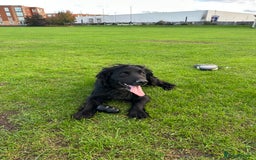 Cocker Spaniel dogs for sale: Trained Male Cocker Spaniel - Image 1