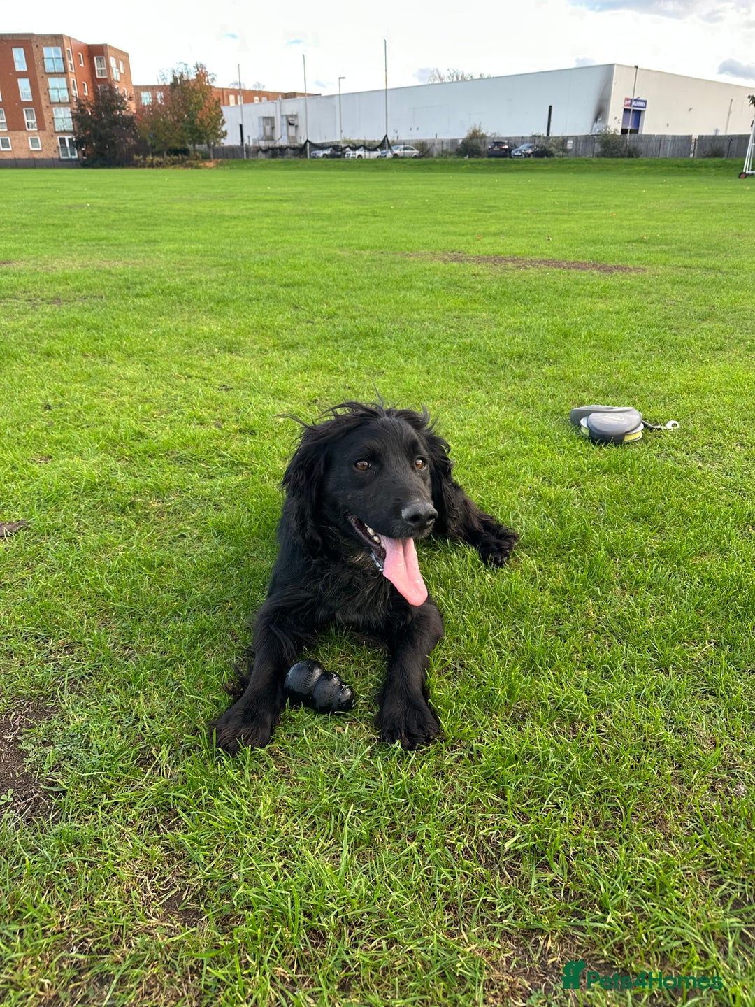Cocker Spaniel dogs for sale: Trained Male Cocker Spaniel - Image 1