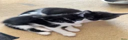 Mixed Breed cats for sale: 2 black and white kittens in Winsford - Advert 1