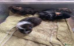 Guinea Pig rodents for sale: Male guinea pigs  - Image 5