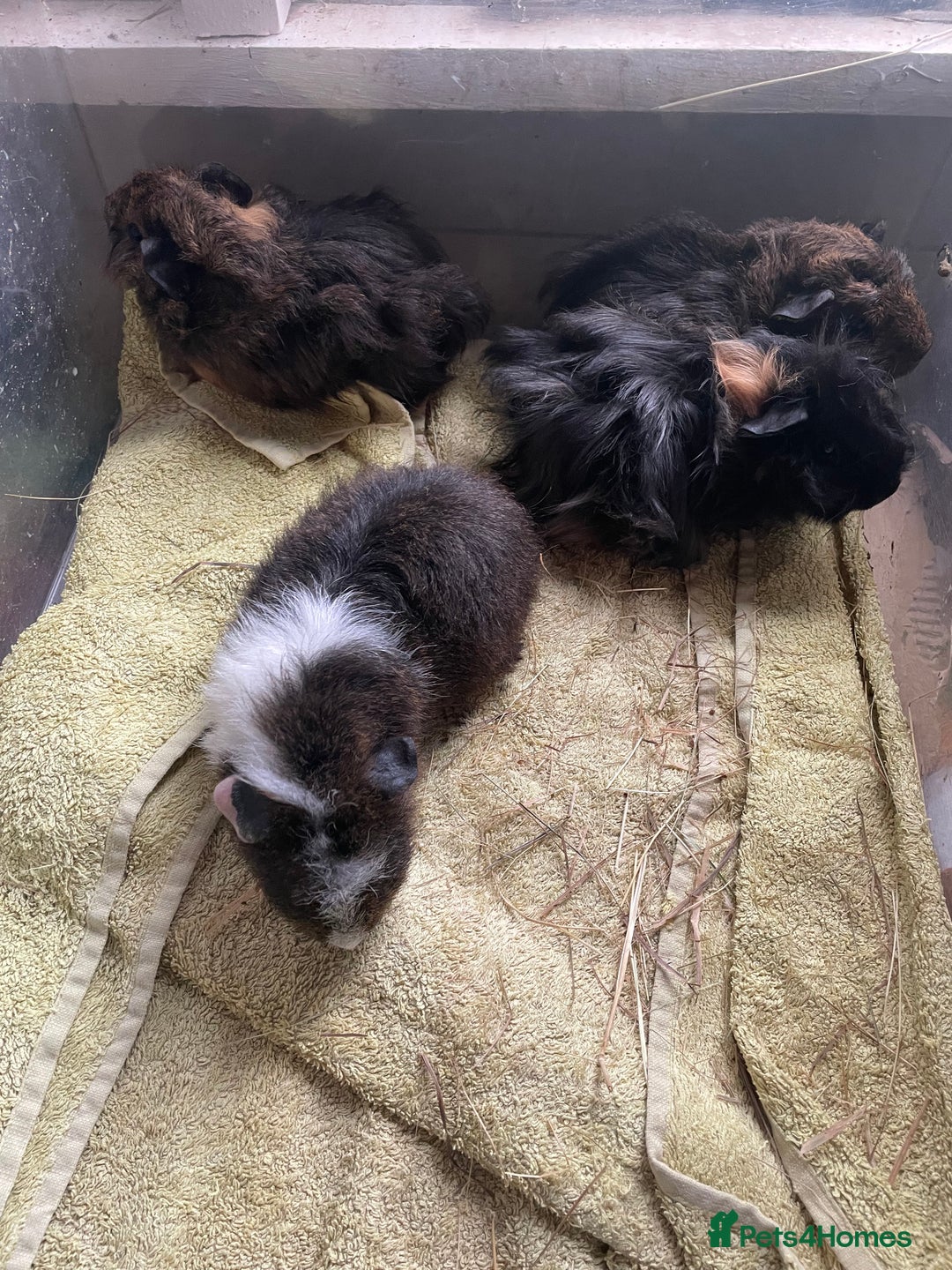 Guinea Pig rodents for sale: Male guinea pigs  - Image 5