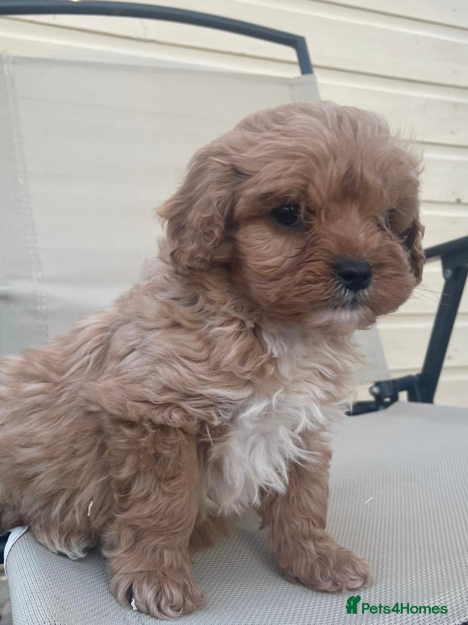 Cavapoo dogs F1 Cavapoo health tested  - Advert 14