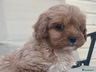 Cavapoo dogs F1 Cavapoo health tested - Advert 14