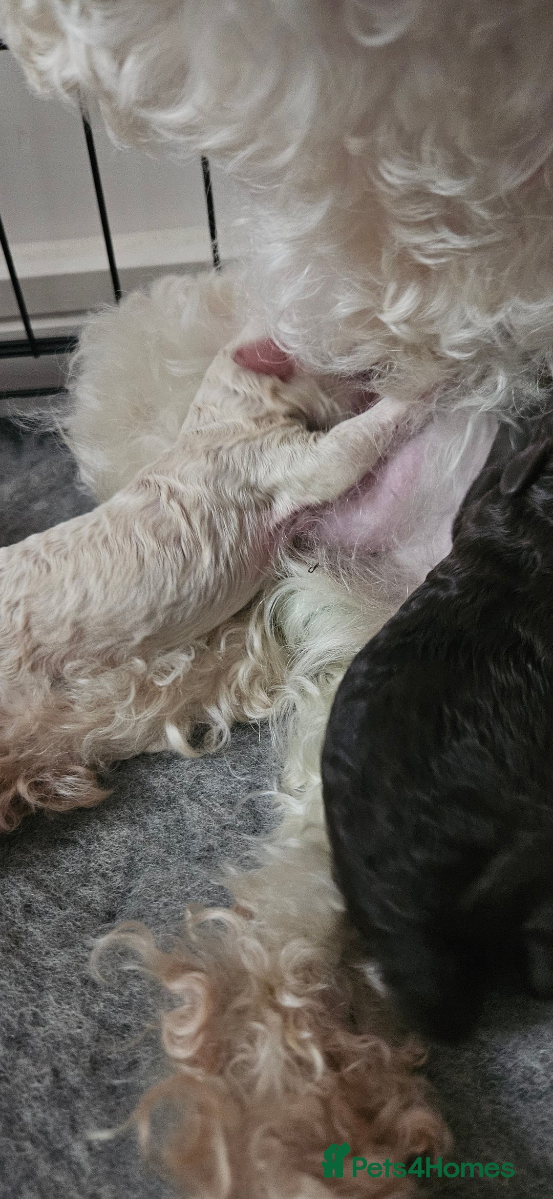 Toy Poodle dogs for sale: Beautiful Toy Poodles - Advert 4