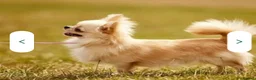 Chihuahua dogs for sale: KC registered long coat show line girl  - Advert 6