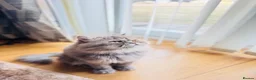 Exotic cats for sale: Exotic longhair male  in Salford - Advert 3