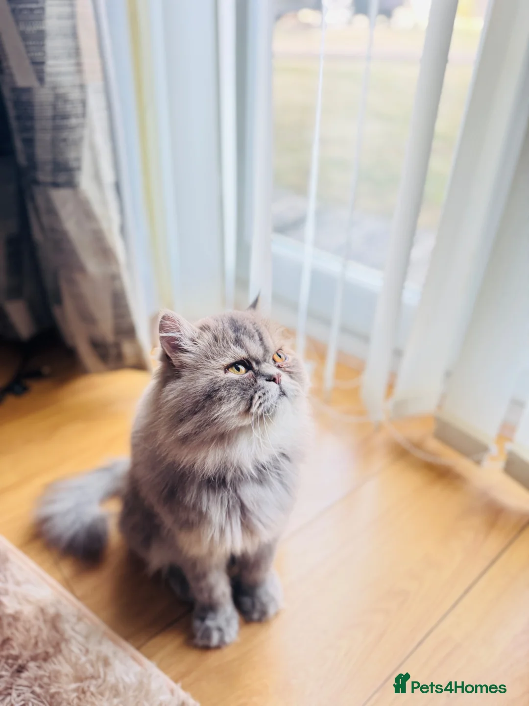 Exotic cats for sale: Exotic longhair male  in Salford - Advert 3