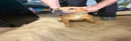 Mixed Breed dogs for sale: Odin  - Advert 1