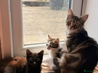 British Longhair cats 2 adorable fluffy kittens - Advert 3