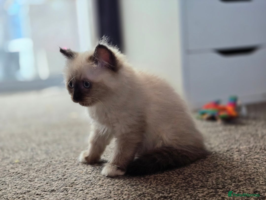Ragdoll cats for sale: Beautiful bundle of fluff Ragdoll ready now  - Image 5