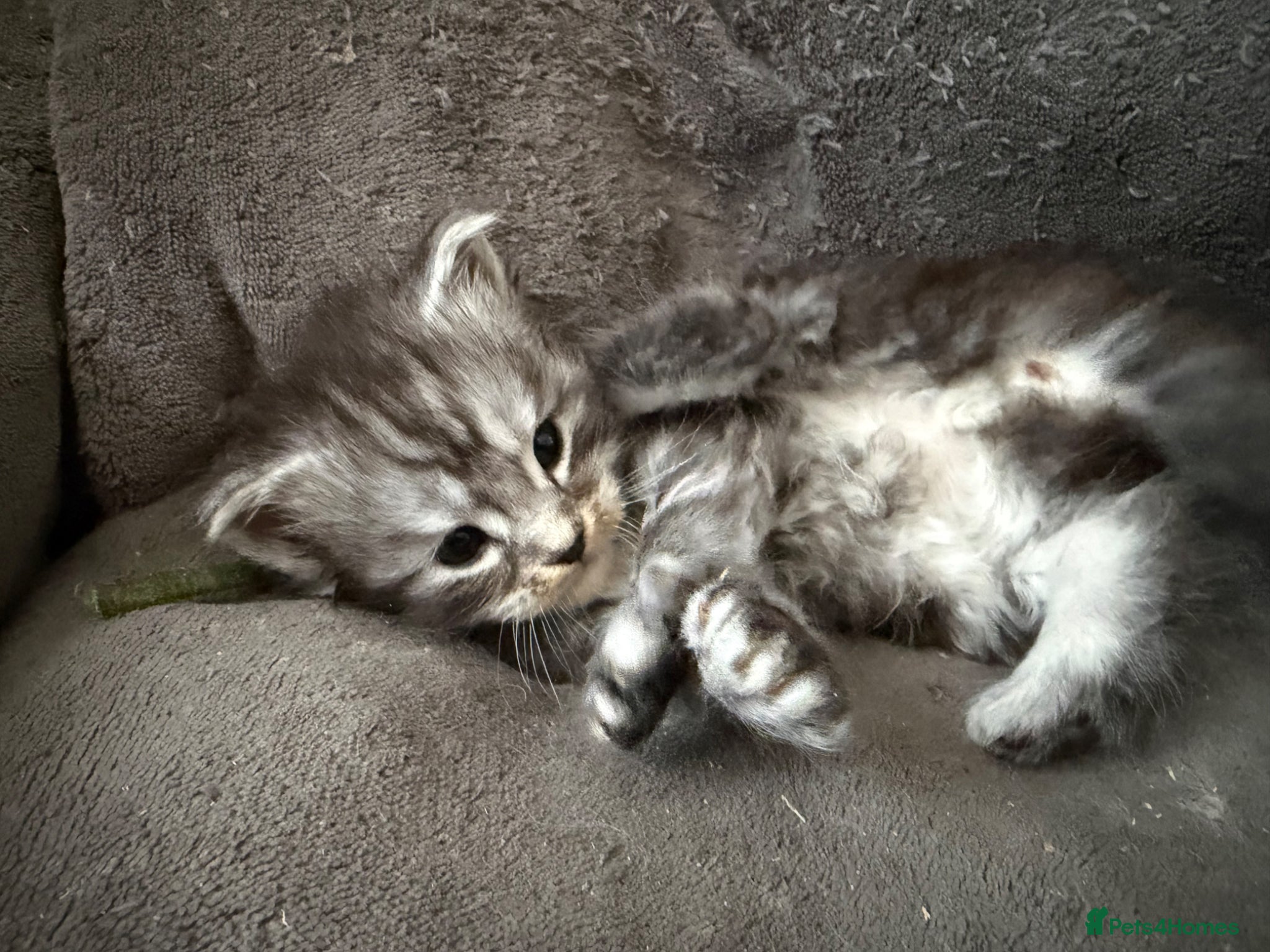 Maine Coon cats Beautiful registered babies - Advert 2