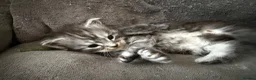 Maine Coon cats for sale: Beautiful registered babies - Advert 2