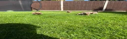 Miniature Dachshund dogs for sale: Miniature dachshund puppies! in Cranleigh - Advert 13