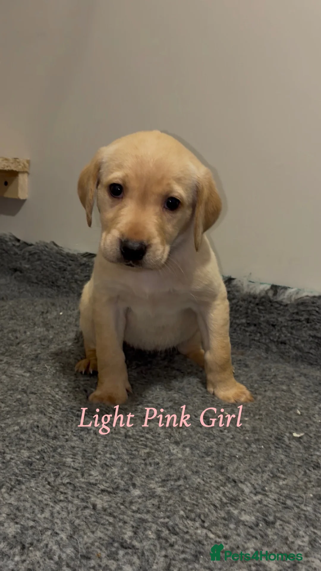 Labrador Retriever dogs for sale: 🐾 Exceptional KC Reg Labrador Puppies 🐾 - Advert 12