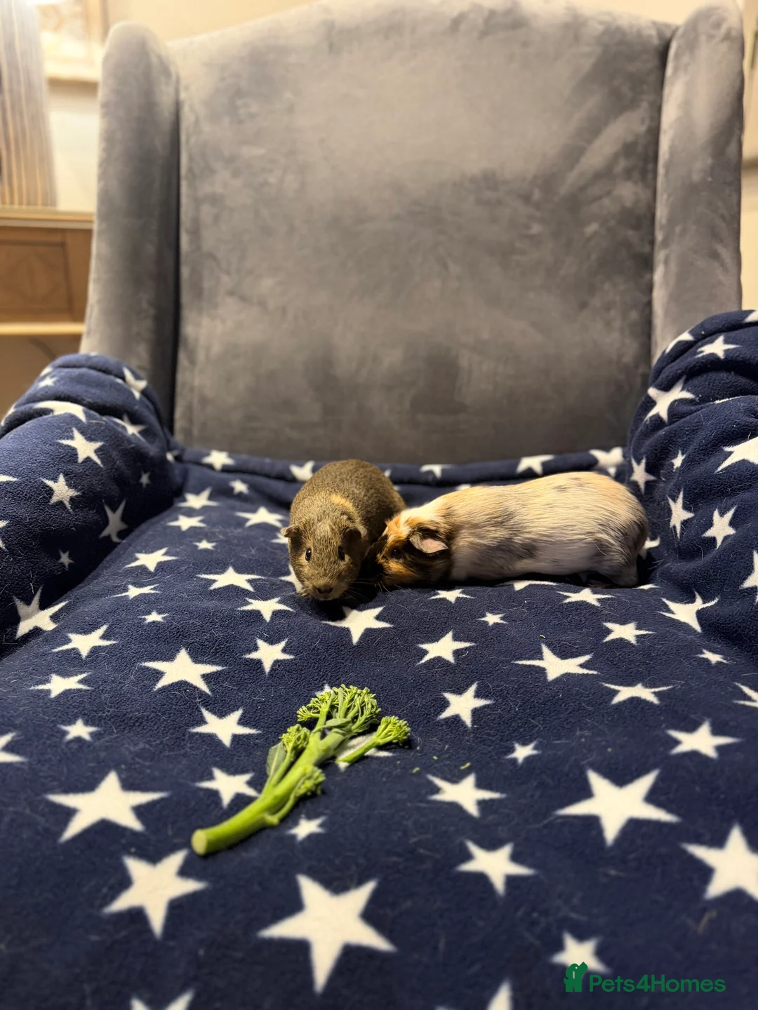 Guinea Pig rodents for sale: FREE Two Female Guinea Pigs looking for a new home - Advert 4