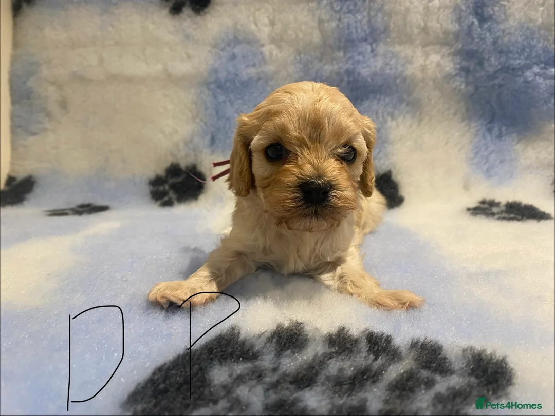 Cavapoo dogs for sale: Yellow collor available- ready to leave  - Advert 6