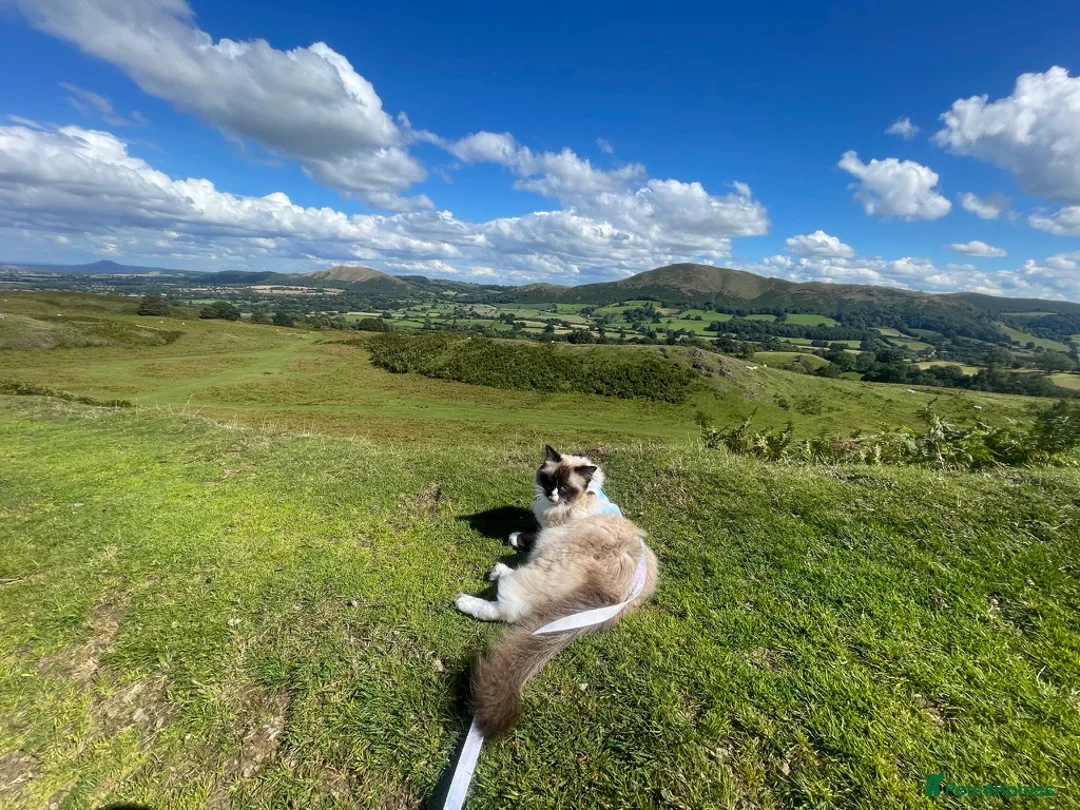 Ragdoll cats for sale: Home Wanted - Advert 18