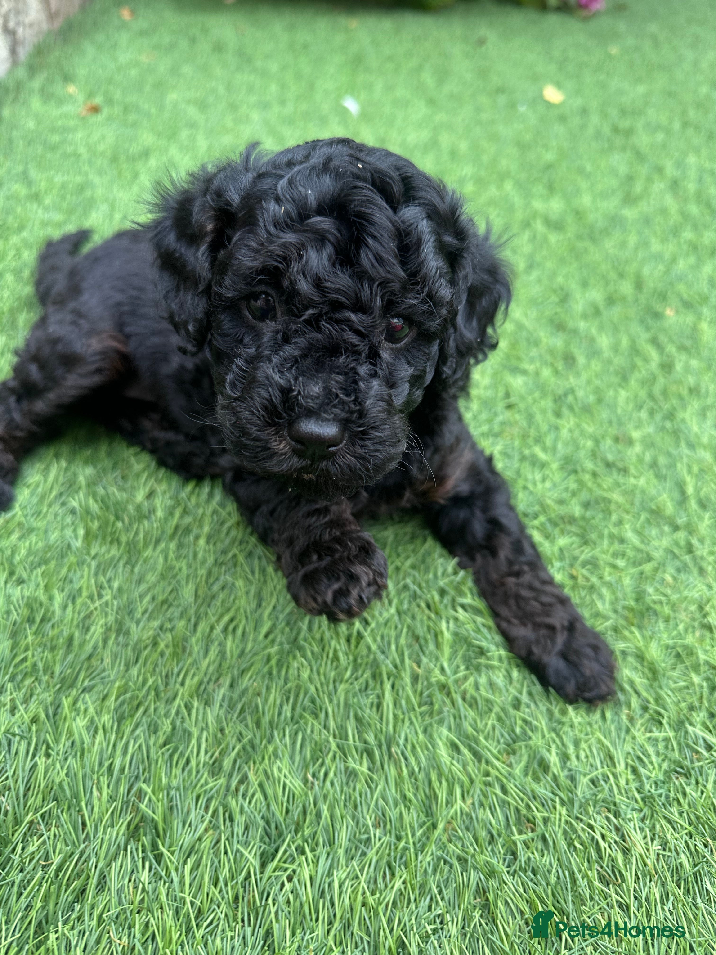Cavapoo dogs F1B Cavapoo pups looking for their forever home - Advert 2